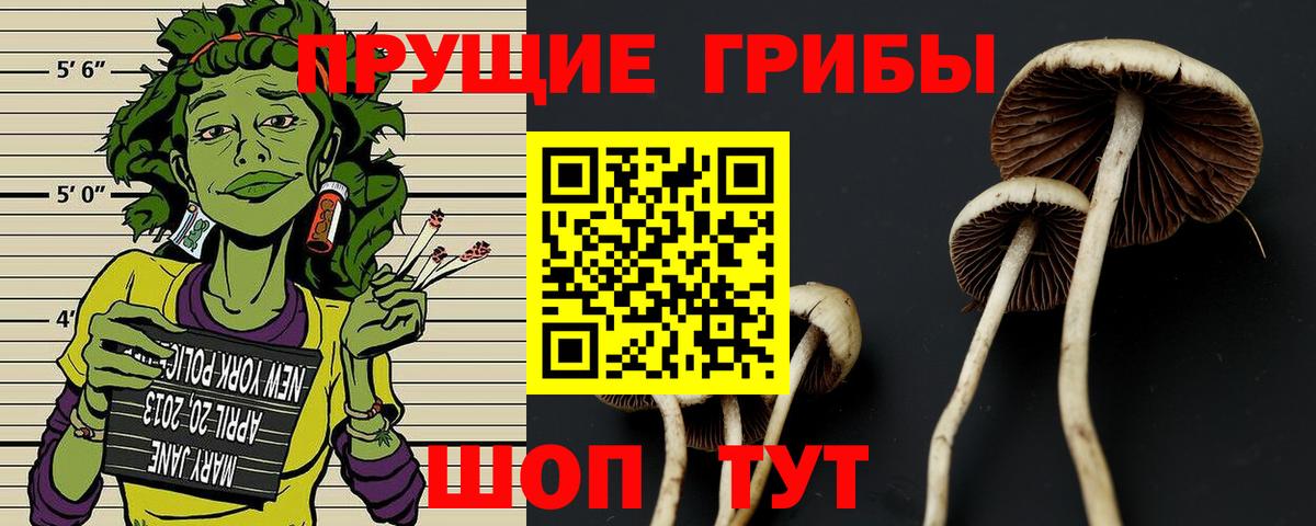 Псилоцибиновые грибы Cubensis Гусев